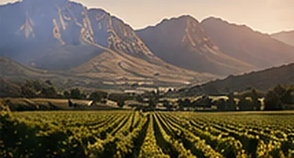 Rows of vines running towards the mountains around Franschhoek